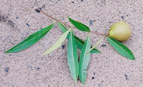 Image result for Landolphia