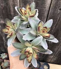 This Colorful Brown Fuzzy Succulent Is Kalanchoe Tomentosa Chocolate Soldier Https Www Etsy Com Listing 555654993 Fuzzy Succulent Kalanchoe Tomentosa Cactos
