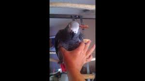 Bird That Sounds Like A Squeaky Toy Uk Delightful Parrot Sounds Just Like A Squeaky Toy When Lightly Squeezed