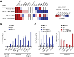 Macroh2a2 Is Enriched On Constitutive Heterochromatin
