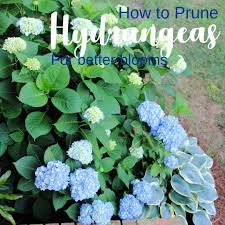 Ruby inched closer to her sister, before seeing yang's discarded socks and boots next to the couch. Why And How To Prune Hydrangeas The Kitchen Garten
