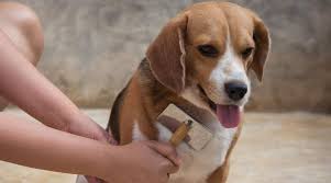 Free shipping on all orders over $35. Beagle Shedding How Much Do Beagles Shed