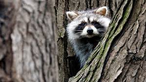 The raccoons looks sick, weak, dead, or appears as if it is dying. Zombie Raccoon Sightings Distemper Virus Can Spread To Dogs