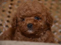 Covid 19 / corona virus update: Toy Poodle Male And Female Puppies Furs Feathers Pets