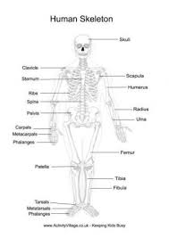 Human Skeleton Printables Human Body Printables Human Skeleton Anatomy Human Skeleton For Kids