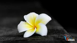 [Hình: images?q=tbn:ANd9GcT26cwipM9cDPBN-YadjPA...c&usqp=CAU]