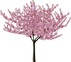Looking for an easy cherry blossom tree painting tutorial? Post 28172 0 77813900 1460903564 Thumb Japanese Cherry Blossom Tree Drawing Transparent Cartoon Jing Fm