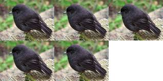 Discover all robin black's music connections, watch videos, listen to music, discuss and download. The Incredible Story Of The Black Robin Tough Little Birds
