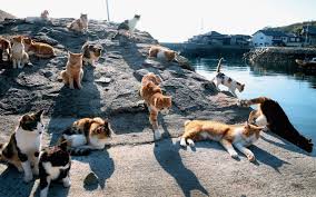 Cats Island In Japan Cat Island Cat Island Japan Cat Day