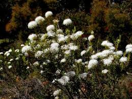 Image result for Gnidia microcephala