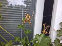 Image result for pokoutnik st job 