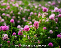 Clover Red 200 Seeds Medicinal Ground Cover Trifolium Etsy Garden Soil Clover Seed Clover Flower