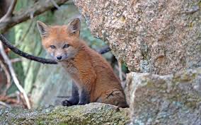 Foxes are widespread throughout new south wales and pose a major threat to native animals and livestock. Red And Gray Foxes Wildlife Rescue League