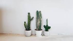 What cactus symbolizes?