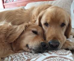 Although the golden retriever is playful, outgoing and social, this puppy also has a calm demeanor and a great willingness to learn. Pin By Georgene Britz On Golden Retrievers English Golden Retriever Puppy Golden Retriever Retriever Puppy