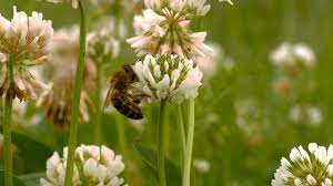 Macro Shot Honey Bee On Clover Flower Stock Footage By Gdmpro Clover Flower Flowers Macro Shots