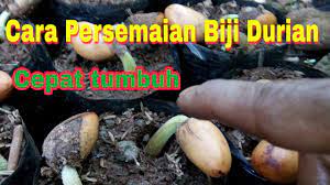Cara ini merupakan cara yang paling mudah dan tentunya memiliki beberapa keunggulan dibanding menanam dari biji. Cara Persemaian Biji Durian Agar Cepat Tumbuh Youtube