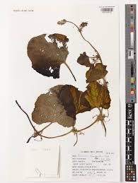 Image result for Cucumis humifructus