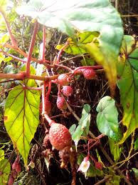 Image result for Begonia meyeri-johannis