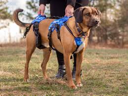 Image result for invalid dog wheelset
