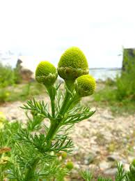 Image result for Dicoma arenaria