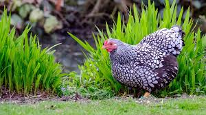 How do you protect chickens from cats? 10 Tips For A Chicken Friendly Garden Organic Gardening Blog Grow Organic