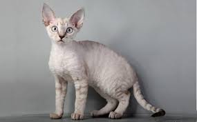 Merawat Binatang Piaraan Jenis Jenis Kucing Bagian 3