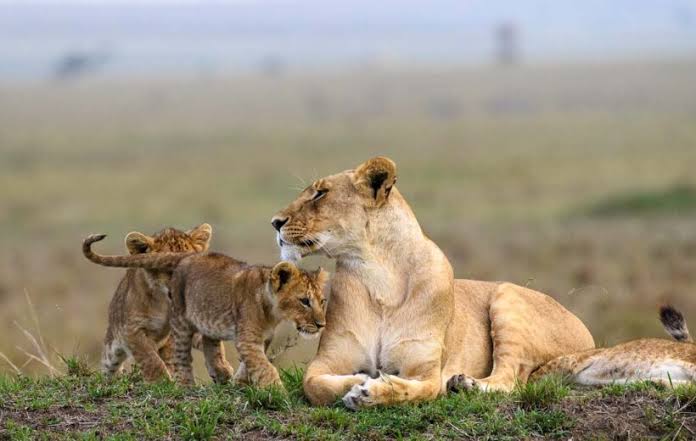 6 Days Kenyan Northern Circuit Safari Gallery