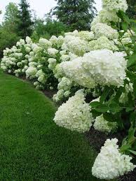 Hecke Von Limelight Hortensien Lesen Sie Weiter Fur Mehr Bilder Und Informationen Bilder Hecke Hortensien In Hortensien Garten Bepflanzung Hecke