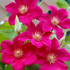 Tagawa's garden ambassador luan akin interviews tagawa's perennial expert. Ernest Markham Clematis Vine American Meadows