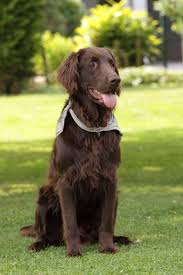 John's water dog, but this turns out not to be the case. Flat Coated Retriever Hunde