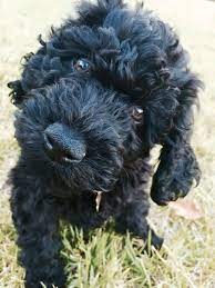 Barbet Puppy Cuddly Animals Cocker Poodle Puppies