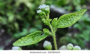 Image result for Adenostemma