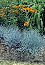 Image result for Festuca caprina