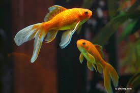 Wann ihre tiere geschlechtsreif werden, lässt sich nicht genau in monaten festlegen, aber sie müssen nicht lange warten, bis sich nachwuchs. Laichzeit Wann Laichen Goldfische Infos Zur Vermehrung