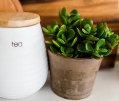 We did not find results for: 5 Houseplants That Bring Good Luck New England Today