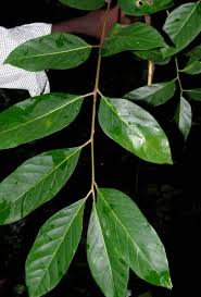 Image result for Pseudospondias