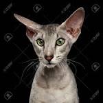 Peterbald - Wikipedia
