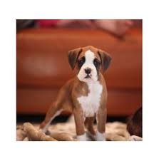 The search tool above returns a list of breeders located nearest to the zip or postal code you enter. Puppies For Sale From Registered Dog Breeders In Adelaide 14 Clarifications On Siberian Husky Puppies Breeders In 2020 Boxer Breeders Pug Puppies For Sale Dog Breeder