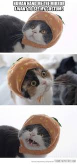 Hand Me The Mirror Funny Cat Pictures Cats Silly Cats