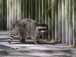 The top 6 pest control services requested in houston, tx by gulf coast exterminators are: Raccoon Removal Control Delaware Delmar Termite And Pest Control