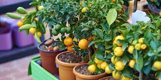 Maybe you would like to learn more about one of these? 8 Fruit Trees You Can Grow On Your Porch How To Grow Fruit Trees