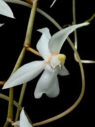 Image result for Aerangis collum-cygni