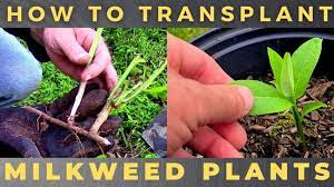I have put amazement in the hearts of many by having them take a sniff. How To Transplant Milkweed Growit Buildit