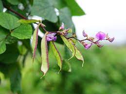 Then, i noticed that is just the color of the first leaves. How To Grow Lima Beans