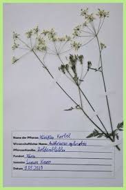 Hier gibt es eine vorlage zum anlegen eines herbarium zum herunterladen. Deckblatt Herbarium Schule