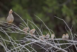 Image result for quail