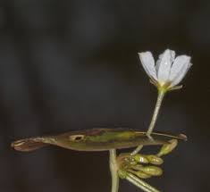 Image result for Nymphoides milnei