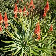 Image result for Aloe carnea