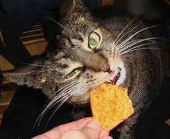 Aysegul Yoney Adli Kullanicinin Sweet Friends 3 Panosundaki Pin Gurme Kedi Yemek